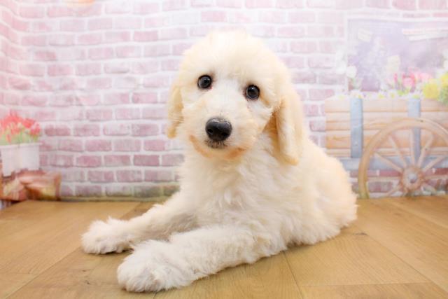 山形県のスタンダードプードル (Coo&RIKU山形店/2025年9月19日生まれ/女の子/クリーム)の子犬の2枚目の画像