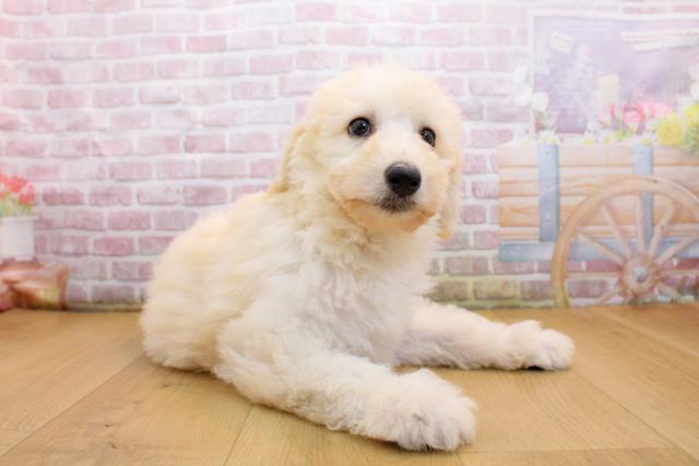 山形県のスタンダードプードル (Coo&RIKU山形店/2025年9月19日生まれ/女の子/クリーム)の子犬の3枚目の画像