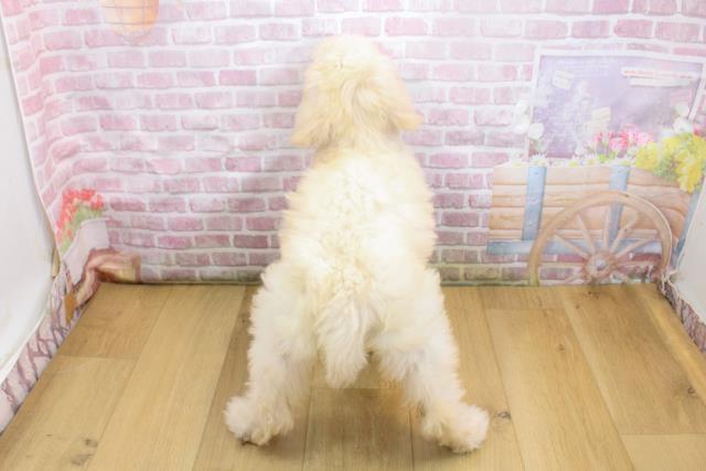 山形県のスタンダードプードル (Coo&RIKU山形店/2025年9月19日生まれ/女の子/クリーム)の子犬の4枚目の画像