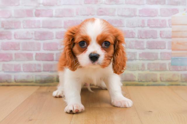 福島県のキャバリアキングチャールズスパニエル (Coo&RIKU郡山店/2025年9月21日生まれ/男の子/ブレンハイム)の子犬の1枚目の画像