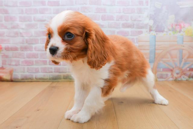 福島県のキャバリアキングチャールズスパニエル (Coo&RIKU郡山店/2025年9月21日生まれ/男の子/ブレンハイム)の子犬の2枚目の画像