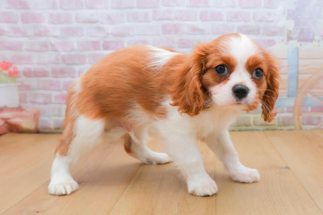福島県のキャバリアキングチャールズスパニエル (Coo&RIKU郡山店/2025年9月21日生まれ/男の子/ブレンハイム)の子犬の3枚目の画像