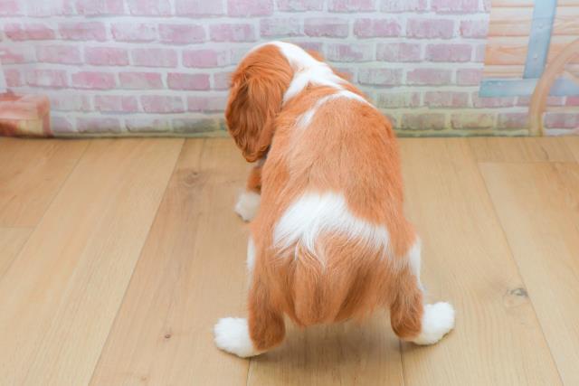 福島県のキャバリアキングチャールズスパニエル (Coo&RIKU郡山店/2025年9月21日生まれ/男の子/ブレンハイム)の子犬の4枚目の画像