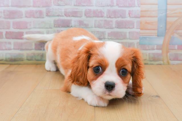 宮城県のキャバリアキングチャールズスパニエル (Coo&RIKUイオンタウン古川店/2025年9月21日生まれ/女の子/ブレンハイム)の子犬の1枚目の画像