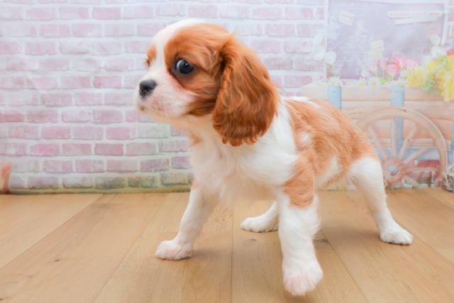 宮城県のキャバリアキングチャールズスパニエル (Coo&RIKUイオンタウン古川店/2025年9月21日生まれ/女の子/ブレンハイム)の子犬の2枚目の画像