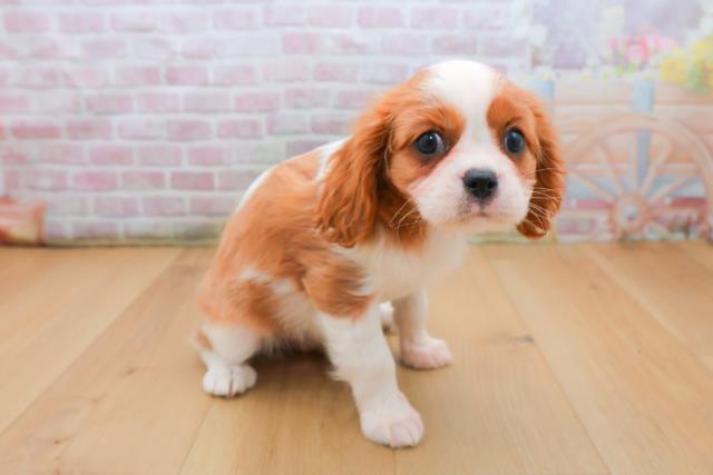 宮城県のキャバリアキングチャールズスパニエル (Coo&RIKUイオンタウン古川店/2025年9月21日生まれ/女の子/ブレンハイム)の子犬の3枚目の画像