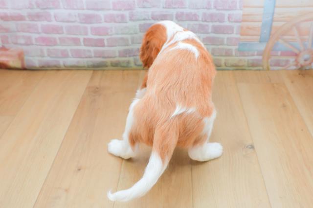 宮城県のキャバリアキングチャールズスパニエル (Coo&RIKUイオンタウン古川店/2025年9月21日生まれ/女の子/ブレンハイム)の子犬の4枚目の画像