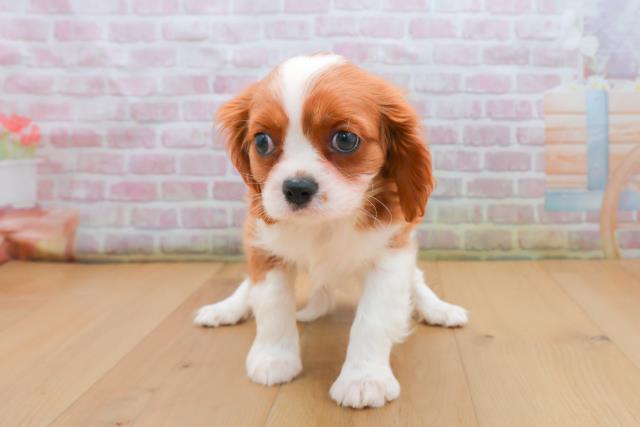 岩手県のキャバリアキングチャールズスパニエル (Coo&RIKU岩手盛岡店/2025年9月21日生まれ/女の子/ブレンハイム)の子犬の1枚目の画像