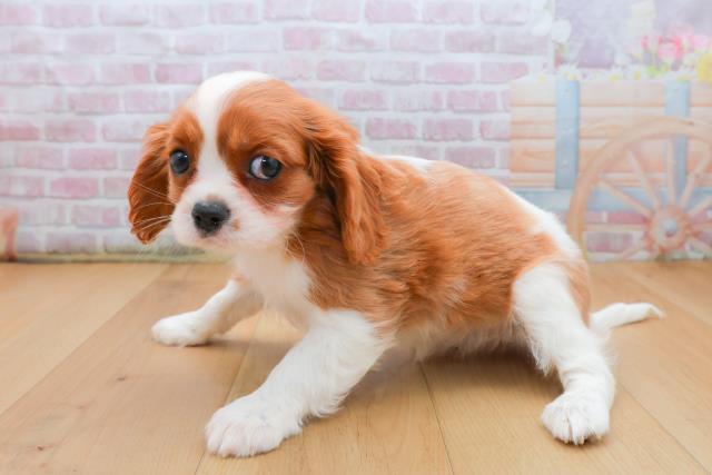 岩手県のキャバリアキングチャールズスパニエル (Coo&RIKU岩手盛岡店/2025年9月21日生まれ/女の子/ブレンハイム)の子犬の2枚目の画像