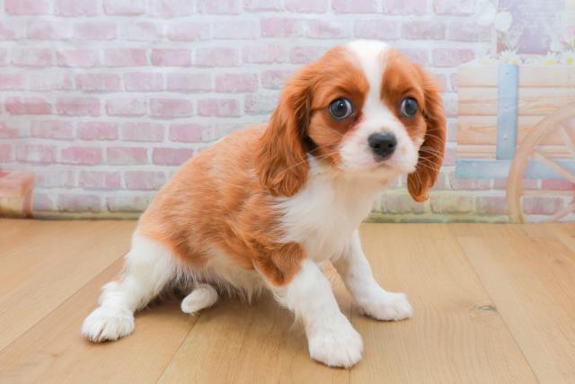 岩手県のキャバリアキングチャールズスパニエル (Coo&RIKU岩手盛岡店/2025年9月21日生まれ/女の子/ブレンハイム)の子犬の3枚目の画像