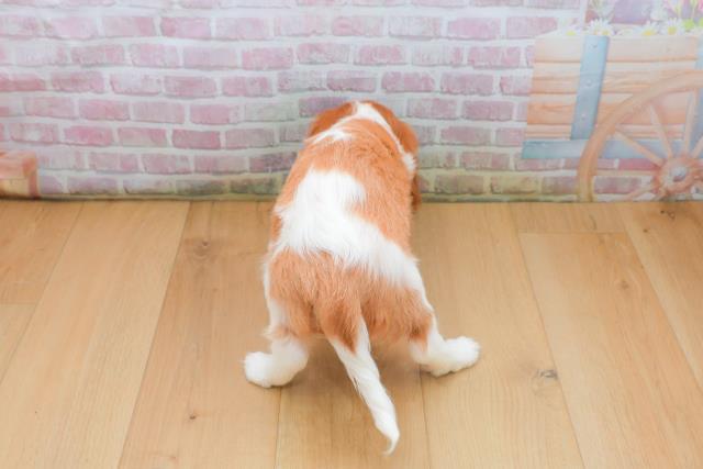 岩手県のキャバリアキングチャールズスパニエル (Coo&RIKU岩手盛岡店/2025年9月21日生まれ/女の子/ブレンハイム)の子犬の4枚目の画像