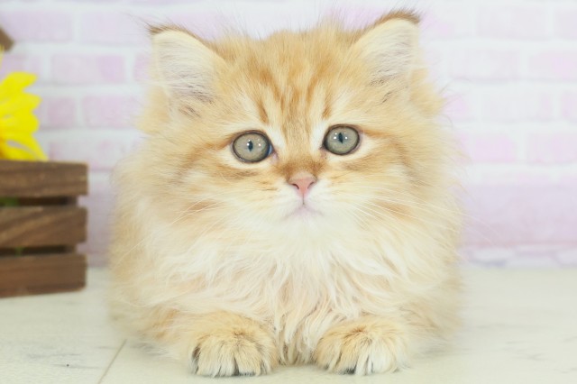 福岡県のサイベリアン (Coo&RIKUゆめタウン飯塚店/2025年9月19日生まれ/女の子/ブラウンタビー)の子猫の1枚目の画像