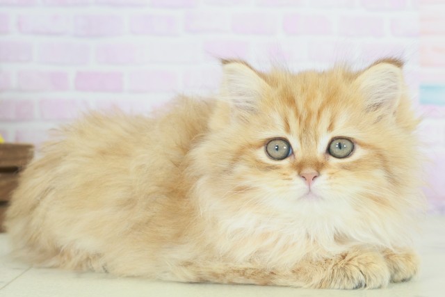 福岡県のサイベリアン (Coo&RIKUゆめタウン飯塚店/2025年9月19日生まれ/女の子/ブラウンタビー)の子猫の2枚目の画像