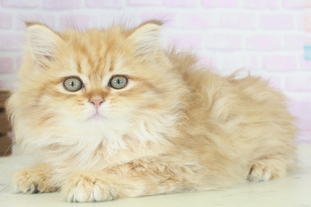 福岡県のサイベリアン (Coo&RIKUゆめタウン飯塚店/2025年9月19日生まれ/女の子/ブラウンタビー)の子猫の3枚目の画像