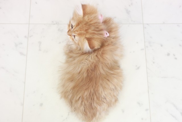 福岡県のサイベリアン (Coo&RIKUゆめタウン飯塚店/2025年9月19日生まれ/女の子/ブラウンタビー)の子猫の4枚目の画像