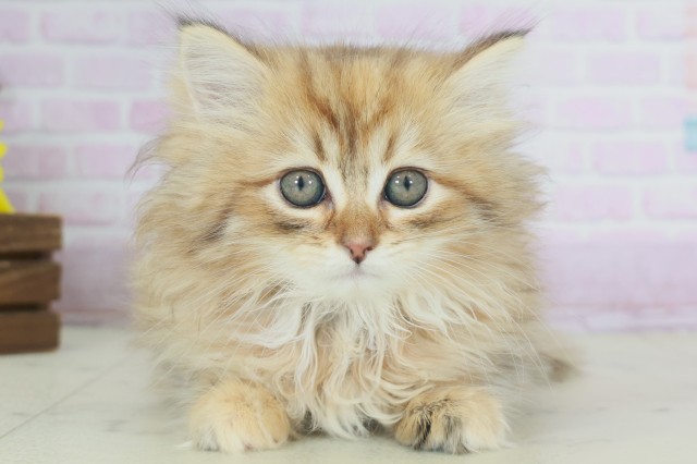 福岡県のサイベリアン (Coo&RIKUフォレストシティ春日店/2025年9月19日生まれ/女の子/ブラウンタビー)の子猫の1枚目の画像