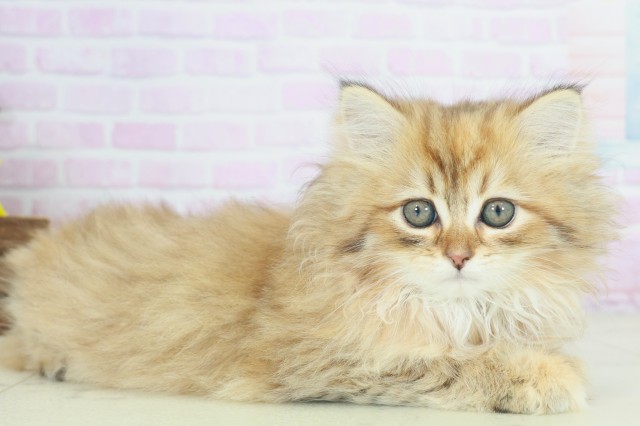 福岡県のサイベリアン (Coo&RIKUフォレストシティ春日店/2025年9月19日生まれ/女の子/ブラウンタビー)の子猫の2枚目の画像