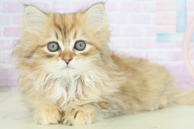 福岡県のサイベリアン (Coo&RIKUフォレストシティ春日店/2025年9月19日生まれ/女の子/ブラウンタビー)の子猫の3枚目の画像