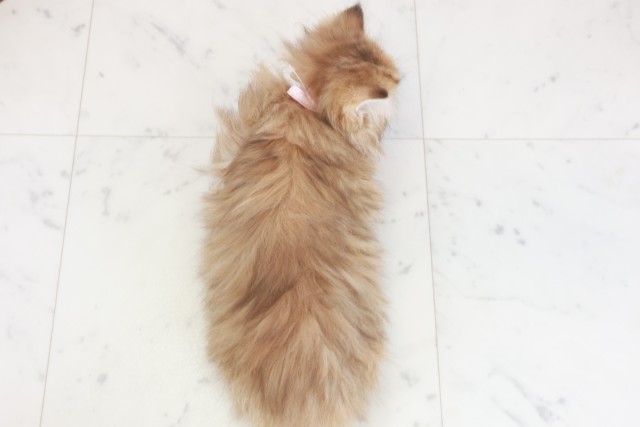 福岡県のサイベリアン (Coo&RIKUフォレストシティ春日店/2025年9月19日生まれ/女の子/ブラウンタビー)の子猫の4枚目の画像