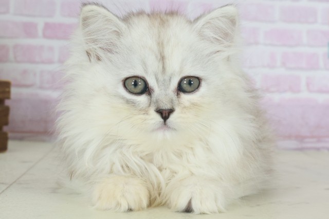 佐賀県のサイベリアン (Coo&RIKU佐賀神埼店/2025年9月19日生まれ/女の子/シルバータビー)の子猫の1枚目の画像