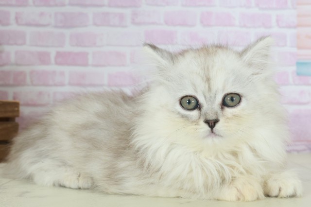 佐賀県のサイベリアン (Coo&RIKU佐賀神埼店/2025年9月19日生まれ/女の子/シルバータビー)の子猫の2枚目の画像