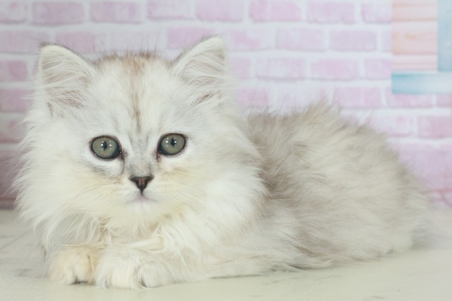 佐賀県のサイベリアン (Coo&RIKU佐賀神埼店/2025年9月19日生まれ/女の子/シルバータビー)の子猫の3枚目の画像