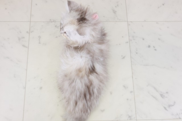 佐賀県のサイベリアン (Coo&RIKU佐賀神埼店/2025年9月19日生まれ/女の子/シルバータビー)の子猫の4枚目の画像