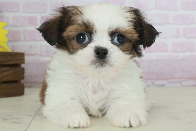 福岡県のチワズー/チワシーズ(チワワ×シーズー) (Coo&RIKU行橋店/2025年9月21日生まれ/男の子/ゴールドホワイト)の子犬