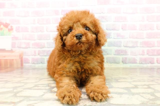 三重県のトイプードル(トイ) (Coo&RIKU津高茶屋店/2025年9月15日生まれ/男の子/レッド)の子犬の1枚目の画像