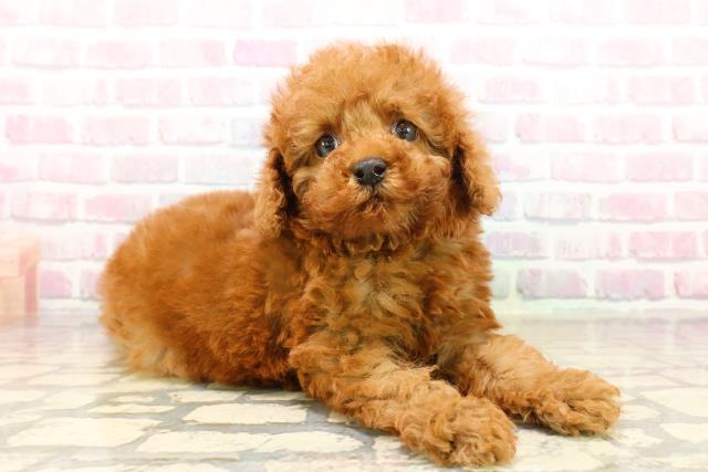 三重県のトイプードル(トイ) (Coo&RIKU津高茶屋店/2025年9月15日生まれ/男の子/レッド)の子犬の3枚目の画像