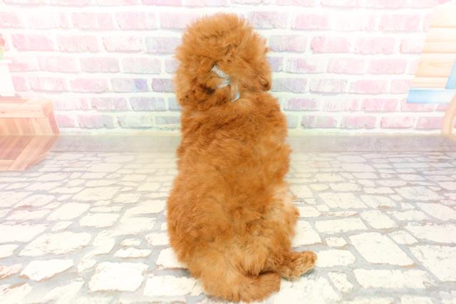 三重県のトイプードル(トイ) (Coo&RIKU津高茶屋店/2025年9月15日生まれ/男の子/レッド)の子犬の4枚目の画像