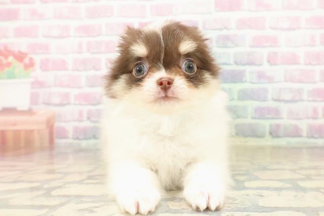 埼玉県のチワワ(ロング) (Coo&RIKU春日部店/2025年9月18日生まれ/男の子/チョコレートホワイトタン)の子犬の1枚目の画像