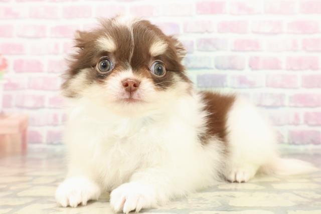 埼玉県のチワワ(ロング) (Coo&RIKU春日部店/2025年9月18日生まれ/男の子/チョコレートホワイトタン)の子犬の2枚目の画像