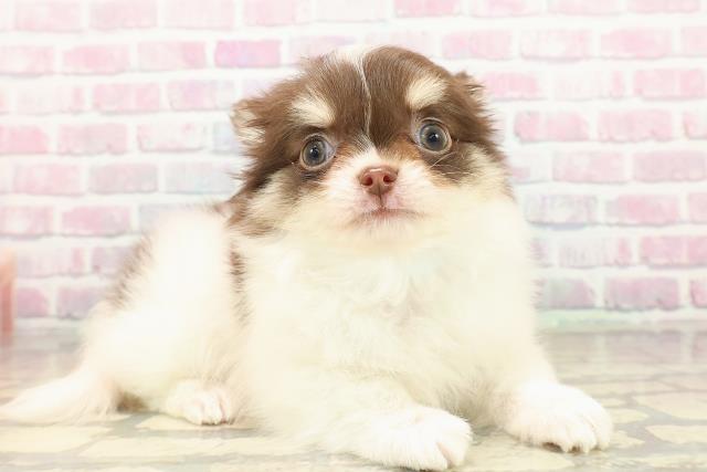 埼玉県のチワワ(ロング) (Coo&RIKU春日部店/2025年9月18日生まれ/男の子/チョコレートホワイトタン)の子犬の3枚目の画像