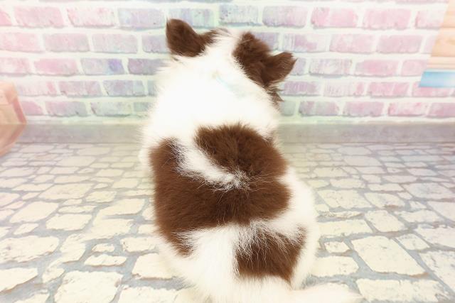 埼玉県のチワワ(ロング) (Coo&RIKU春日部店/2025年9月18日生まれ/男の子/チョコレートホワイトタン)の子犬の4枚目の画像