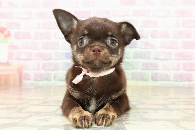 東京都のチワワ(スムース) (Coo&RIKU足立本店/2025年9月18日生まれ/女の子/チョコレートタンホワイト)の子犬の1枚目の画像