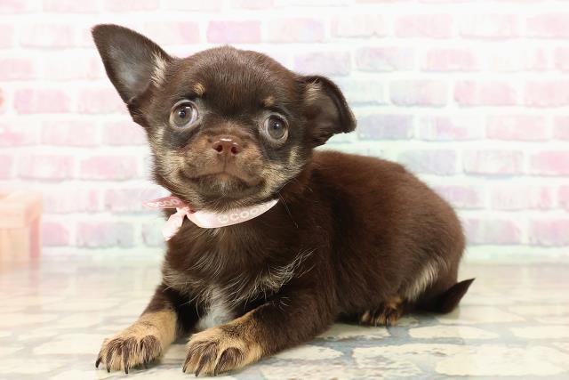 東京都のチワワ(スムース) (Coo&RIKU足立本店/2025年9月18日生まれ/女の子/チョコレートタンホワイト)の子犬の2枚目の画像