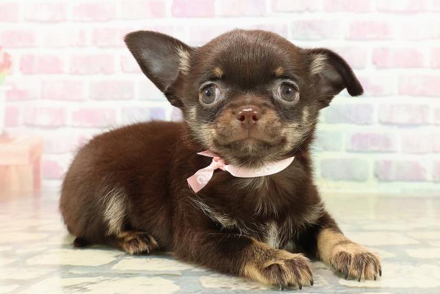 東京都のチワワ(スムース) (Coo&RIKU足立本店/2025年9月18日生まれ/女の子/チョコレートタンホワイト)の子犬の3枚目の画像