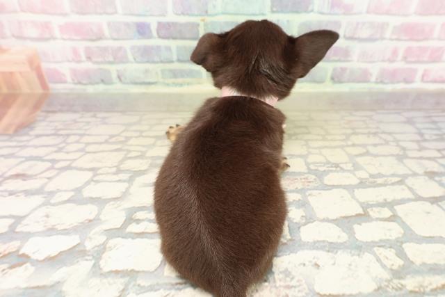 東京都のチワワ(スムース) (Coo&RIKU足立本店/2025年9月18日生まれ/女の子/チョコレートタンホワイト)の子犬の4枚目の画像