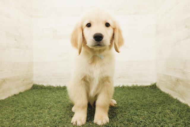 愛知県のゴールデンレトリバー (Coo&RIKU名古屋みなと店/2025年9月18日生まれ/男の子/ゴールド)の子犬の1枚目の画像