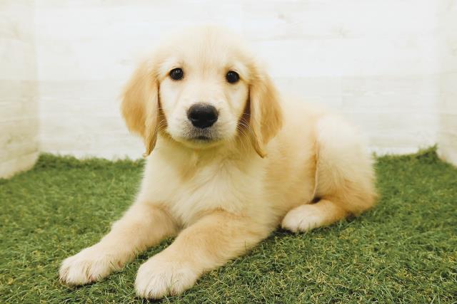 愛知県のゴールデンレトリバー (Coo&RIKU名古屋みなと店/2025年9月18日生まれ/男の子/ゴールド)の子犬の2枚目の画像