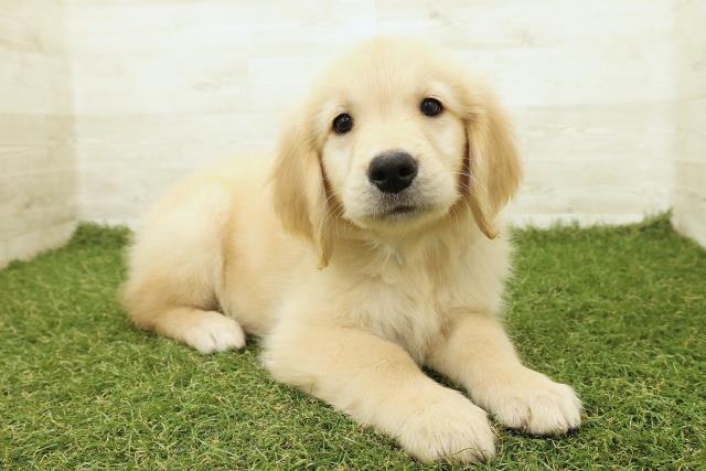 愛知県のゴールデンレトリバー (Coo&RIKU名古屋みなと店/2025年9月18日生まれ/男の子/ゴールド)の子犬の3枚目の画像