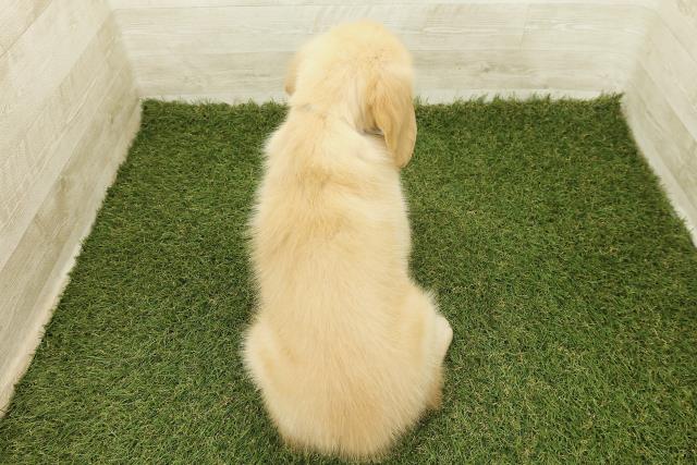 愛知県のゴールデンレトリバー (Coo&RIKU名古屋みなと店/2025年9月18日生まれ/男の子/ゴールド)の子犬の4枚目の画像