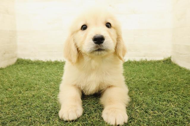 ゴールデン・レトリバー