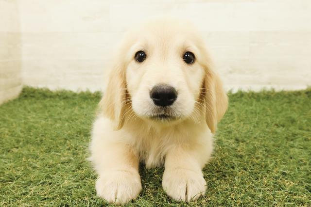 ゴールデン・レトリバー