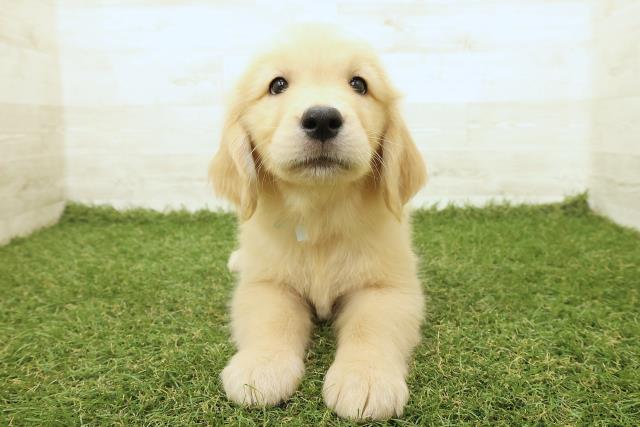 東京都のゴールデンレトリバー (Coo&RIKU江戸川店/2025年9月18日生まれ/男の子/ゴールド)の子犬の1枚目の画像