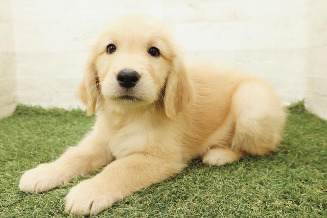 東京都のゴールデンレトリバー (Coo&RIKU江戸川店/2025年9月18日生まれ/男の子/ゴールド)の子犬の2枚目の画像