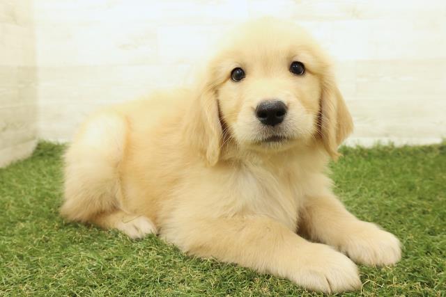東京都のゴールデンレトリバー (Coo&RIKU江戸川店/2025年9月18日生まれ/男の子/ゴールド)の子犬の3枚目の画像