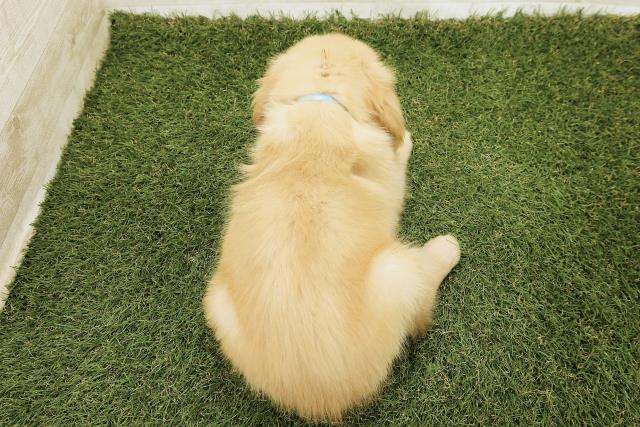 東京都のゴールデンレトリバー (Coo&RIKU江戸川店/2025年9月18日生まれ/男の子/ゴールド)の子犬の4枚目の画像