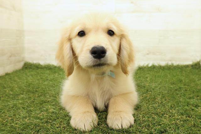 埼玉県のゴールデンレトリバー (Coo&RIKU川口戸塚店/2025年9月18日生まれ/男の子/ゴールド)の子犬の1枚目の画像